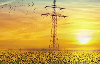 Strommasten mit Leitungen im Sonnenuntergang mit einem Sonnenblumenfeld